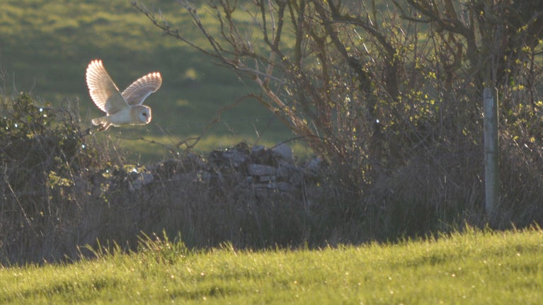 Barn owl hunting over farmland